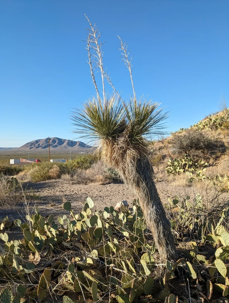 Yucca Elata