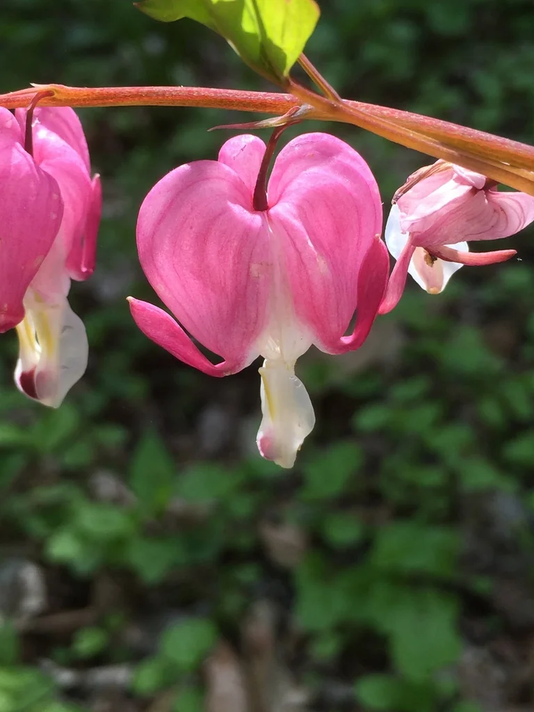 Dicentra spectabilis