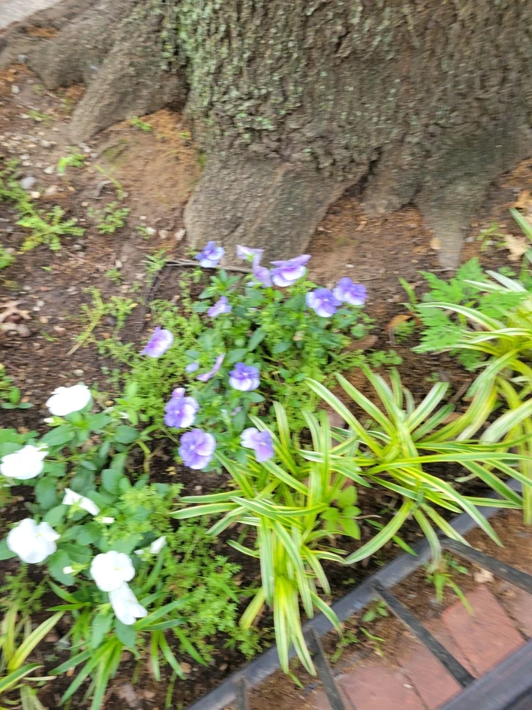 Platycodon Grandiflorus