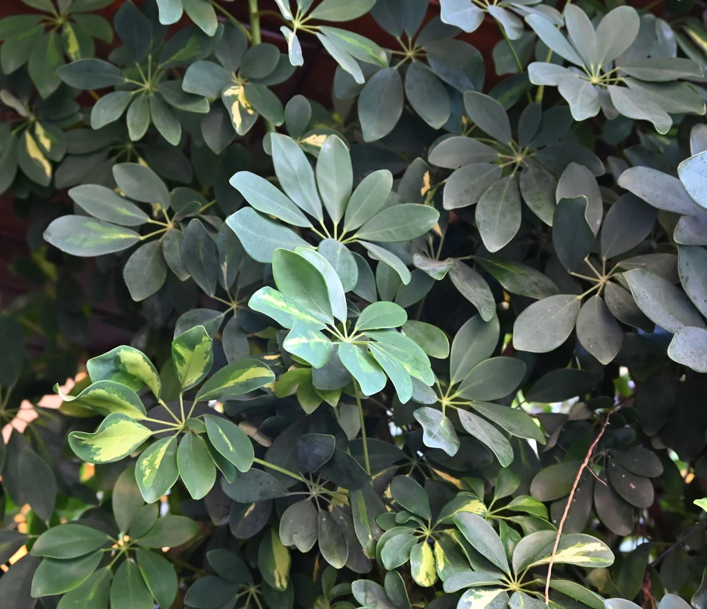 Schefflera Arboricola