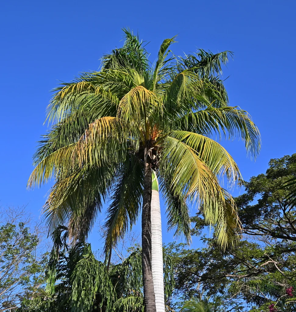 Roystonea Regia