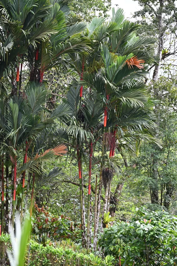 Cyrtostachys Renda