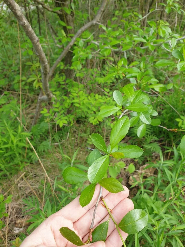Crataegus Crus-Galli