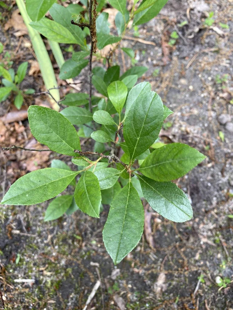 Aronia Arbutifolia