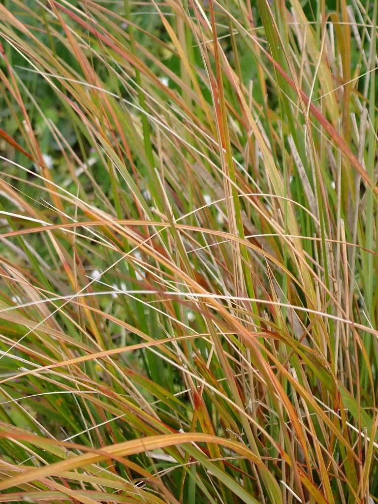 Anemanthele Lessoniana
