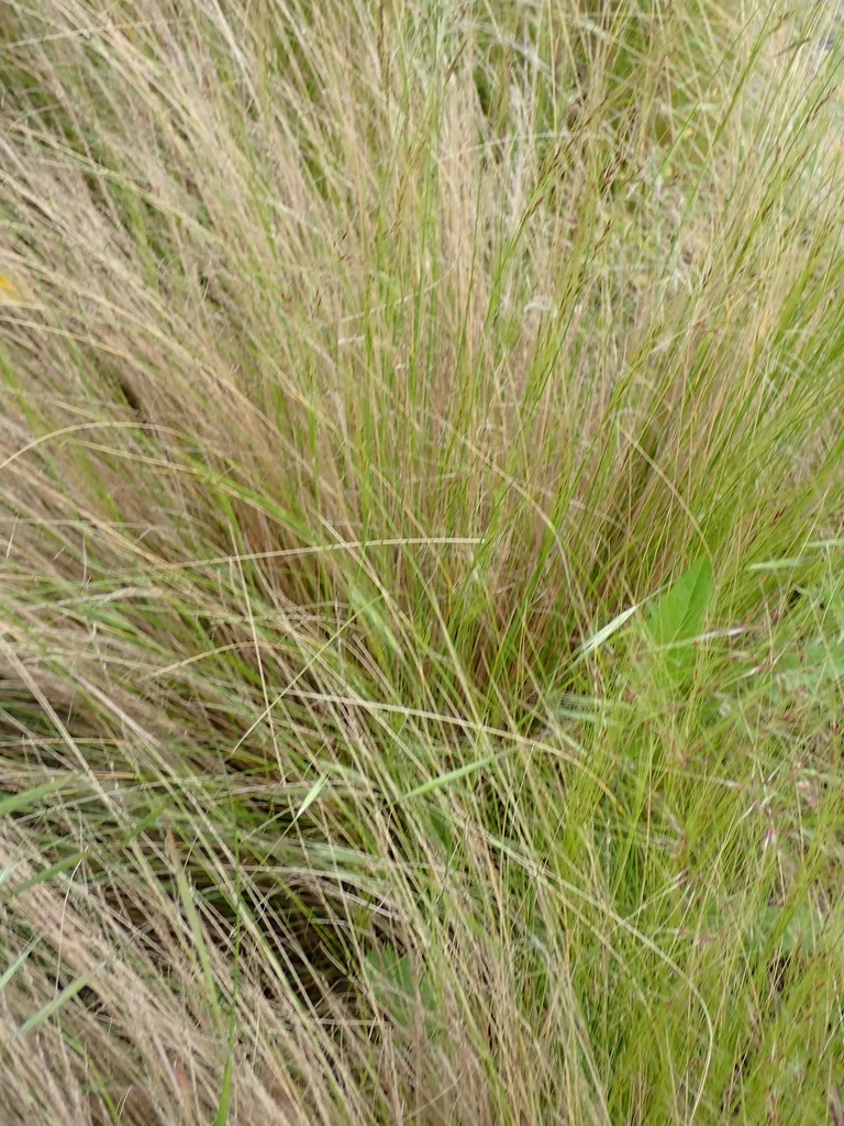 Nassella Tenuissima