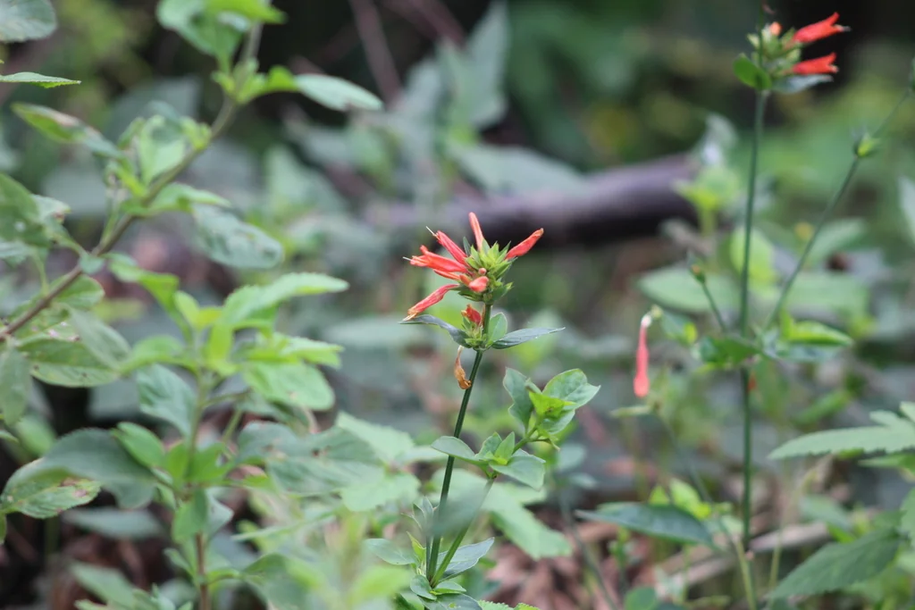 Dicliptera Suberecta