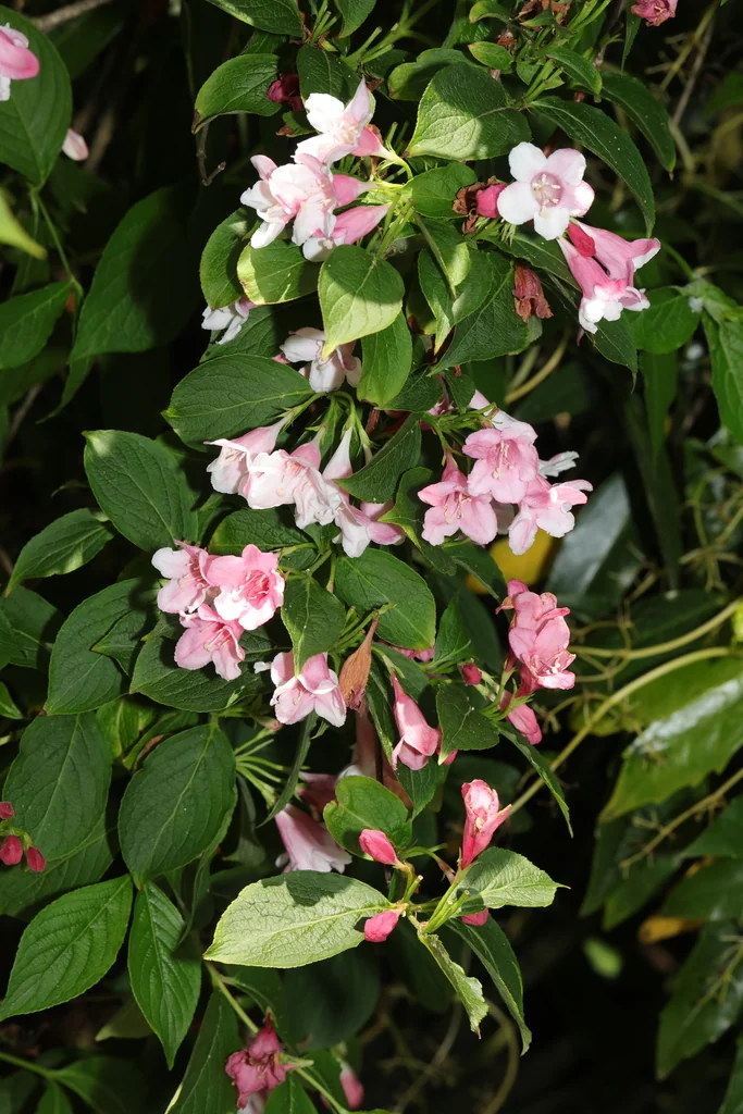 Weigela florida