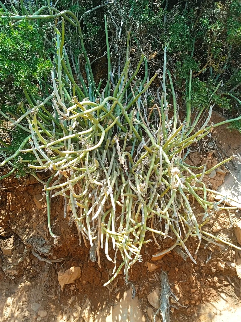 Senecio Anteuphorbium