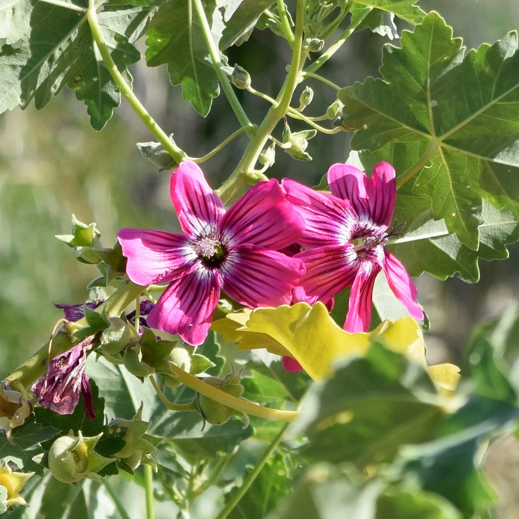 Lavatera Assurgentiflora
