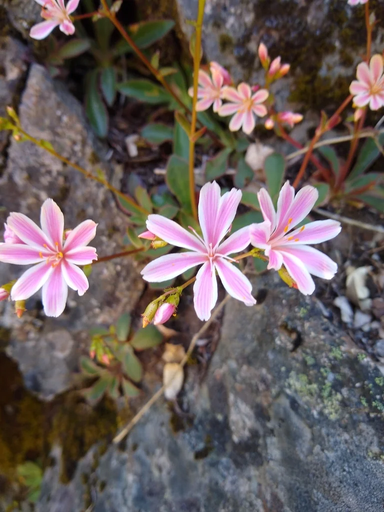 Lewisia Cotyledon