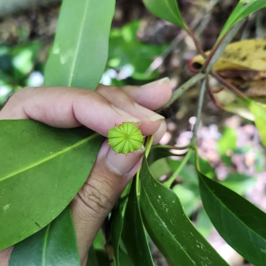 Illicium Floridanum