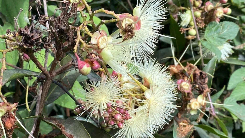 Syzygium Jambos