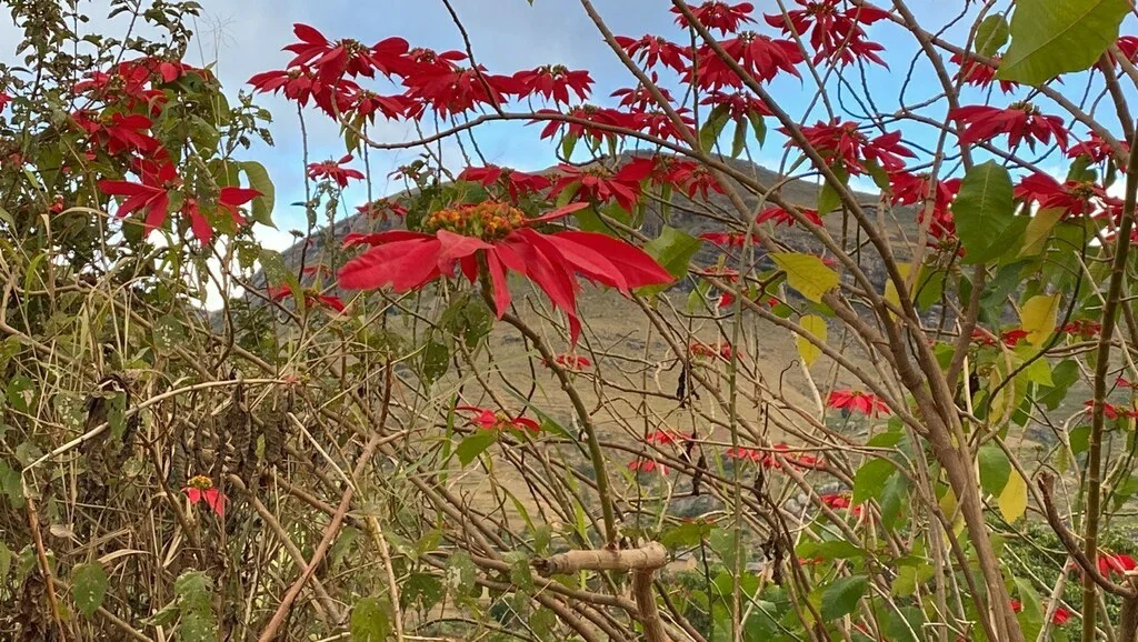 Euphorbia Pulcherrima