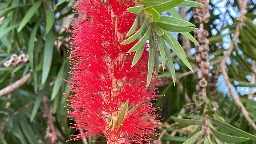 Callistemon Viminalis