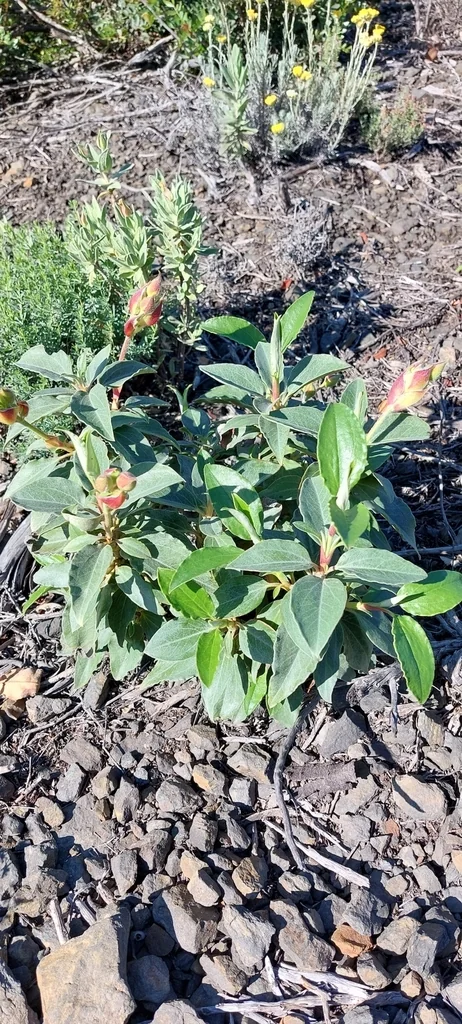 Cistus Laurifolius