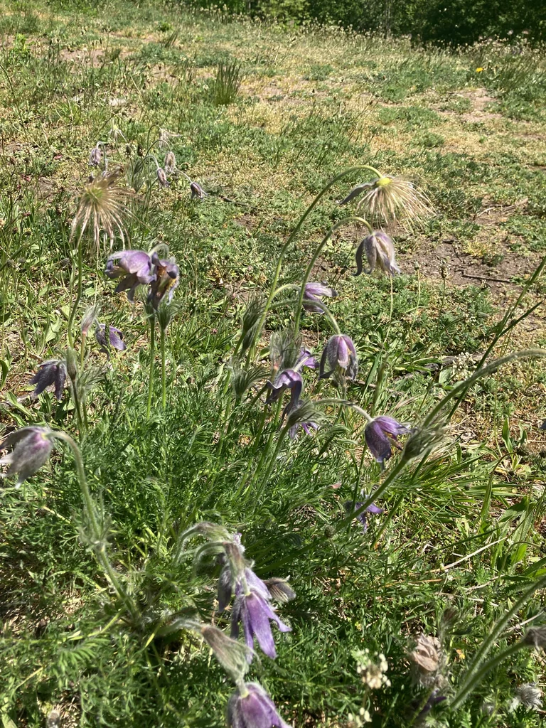 Pulsatilla Vulgaris