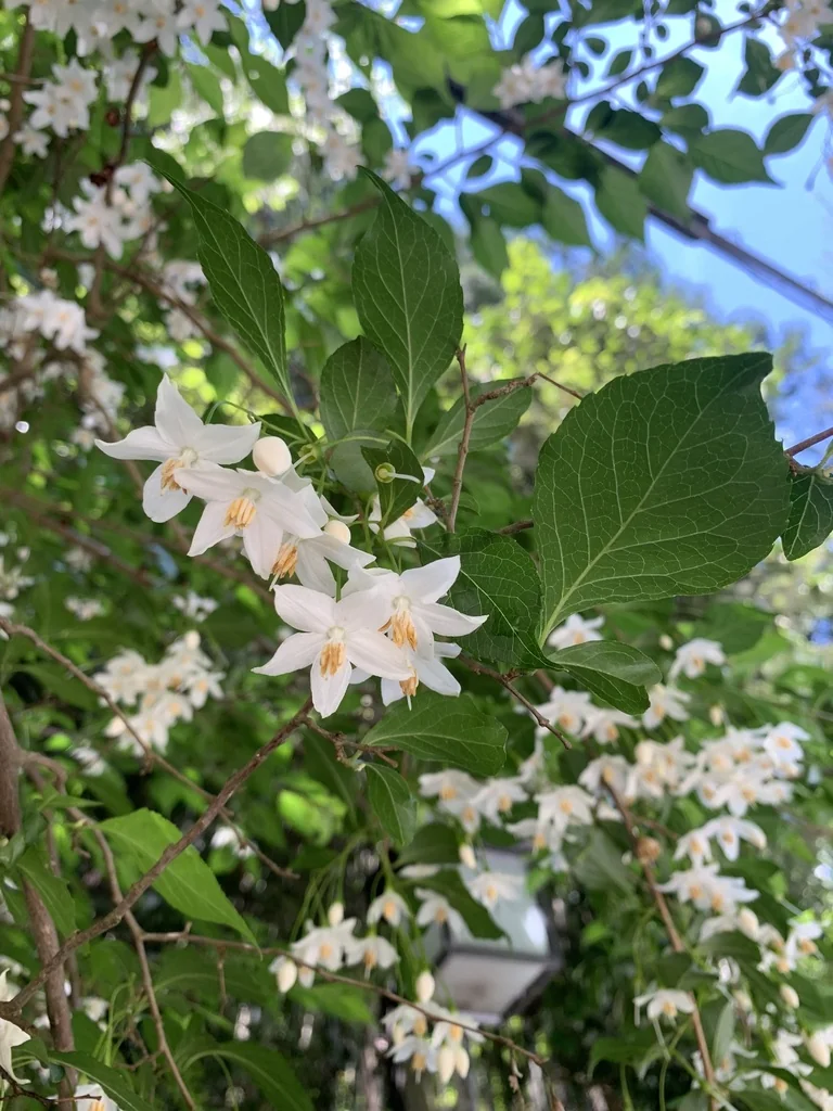 Styrax Japonicus