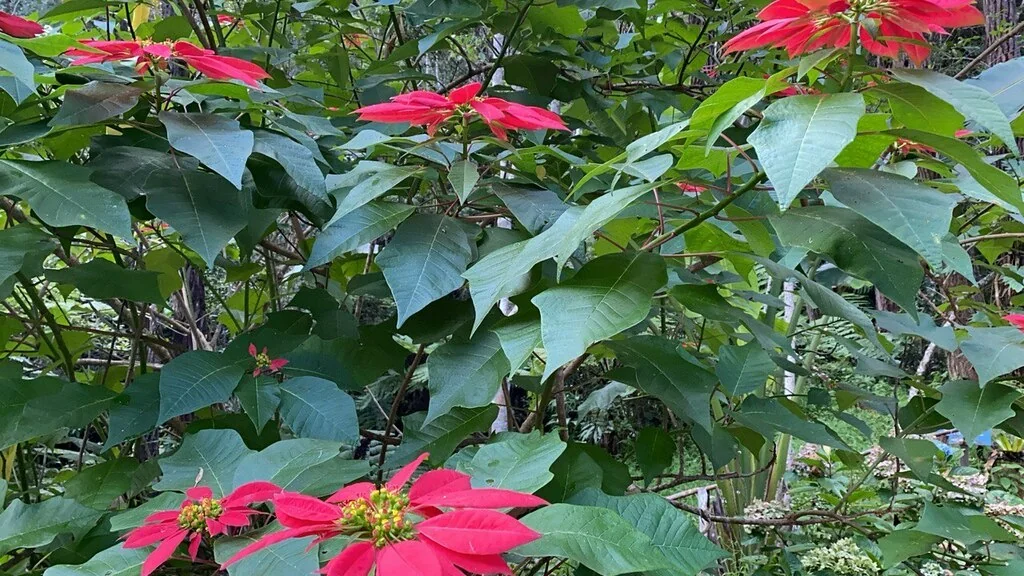 Euphorbia Pulcherrima