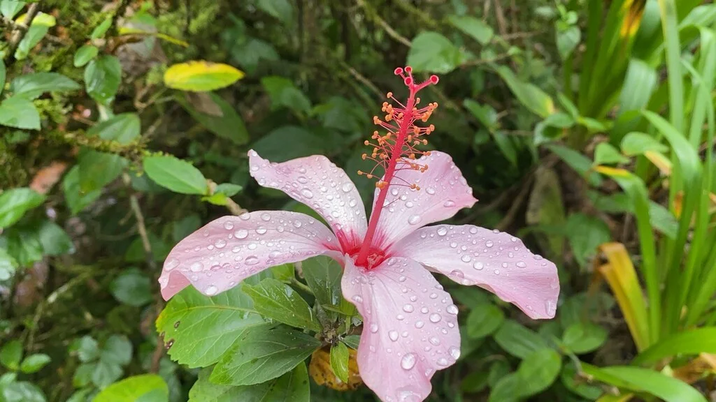 Hibiscus rosa-sinensis