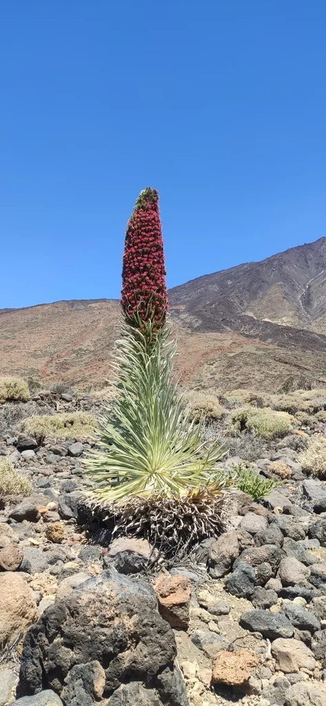 Echium Wildpretii