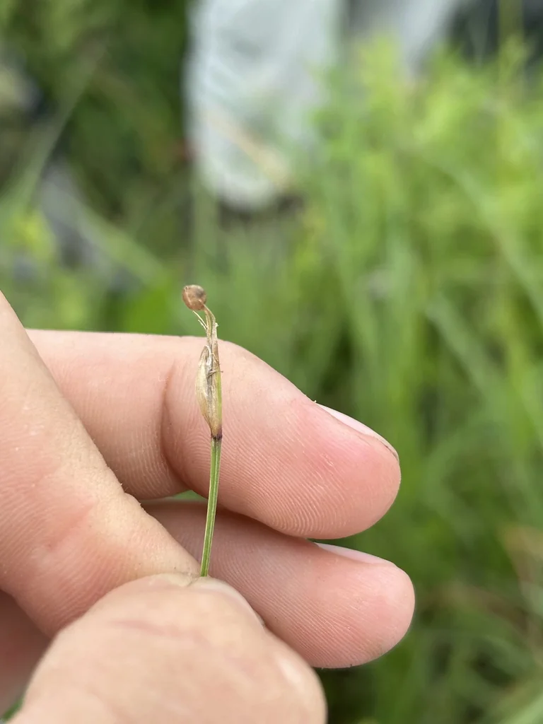 Sisyrinchium Campestre