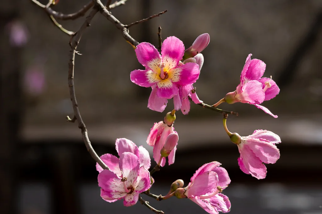 Ceiba Speciosa