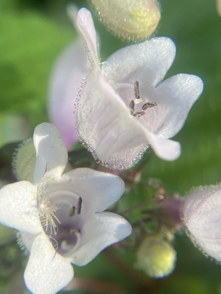 Penstemon Laevigatus