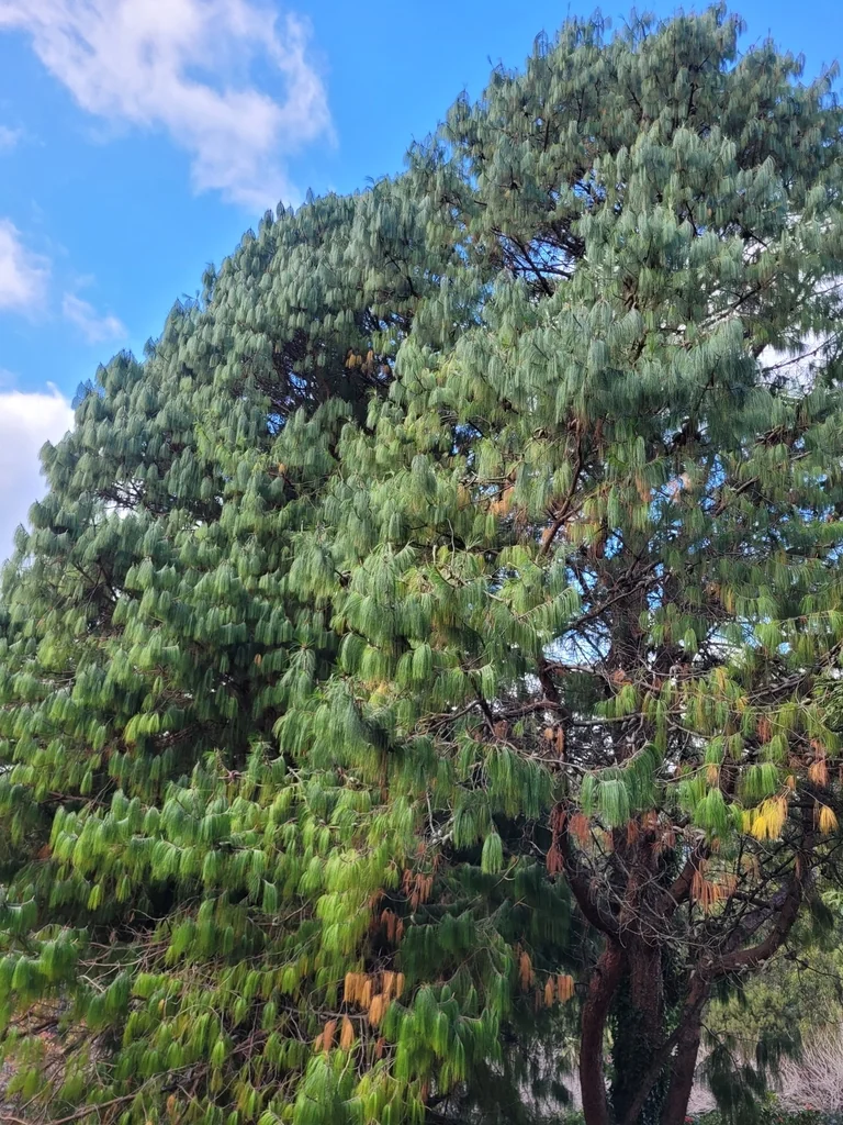 Pinus Patula