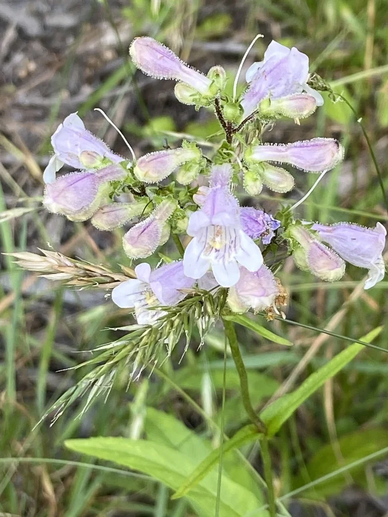 Penstemon Laevigatus
