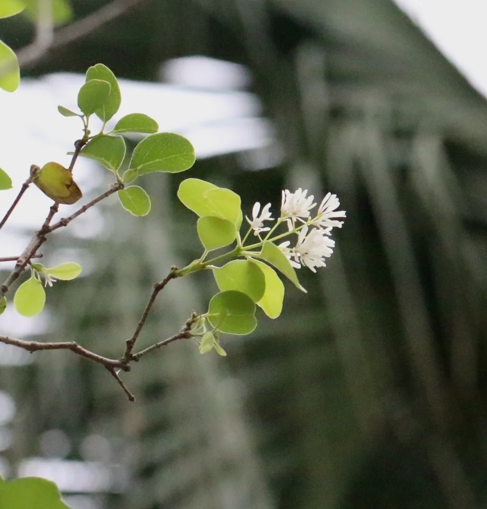 Chionanthus Retusus