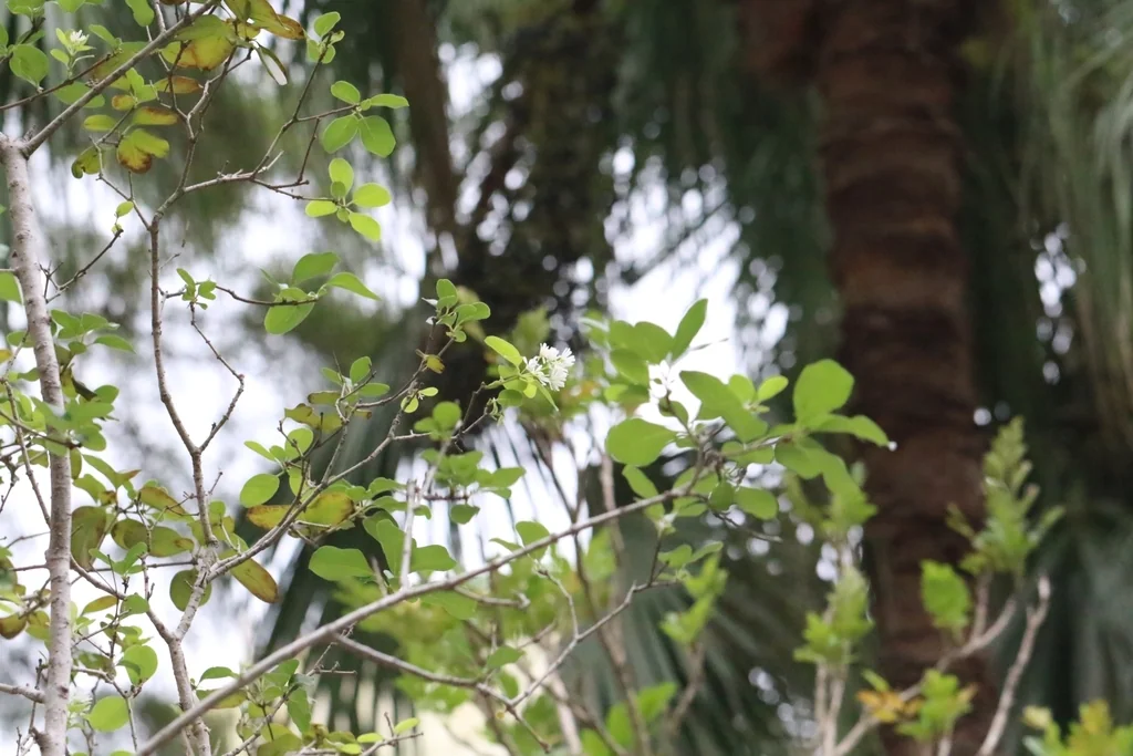 Chionanthus Retusus