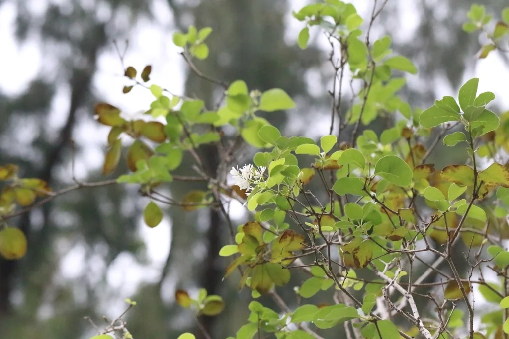 Chionanthus Retusus