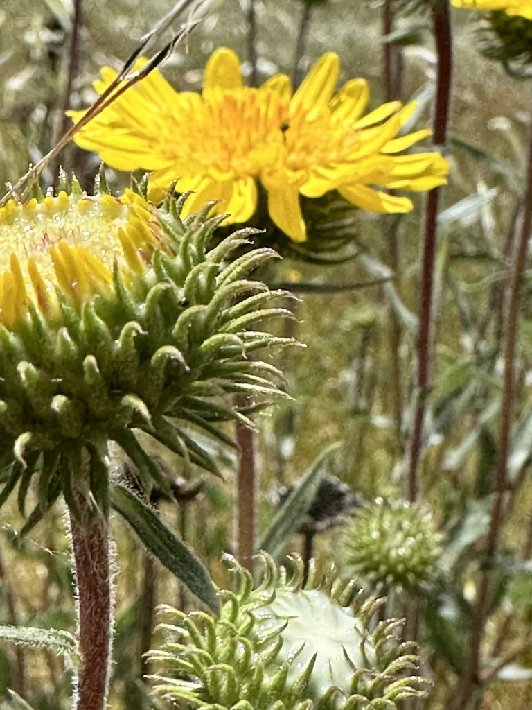 Grindelia Hirsutula