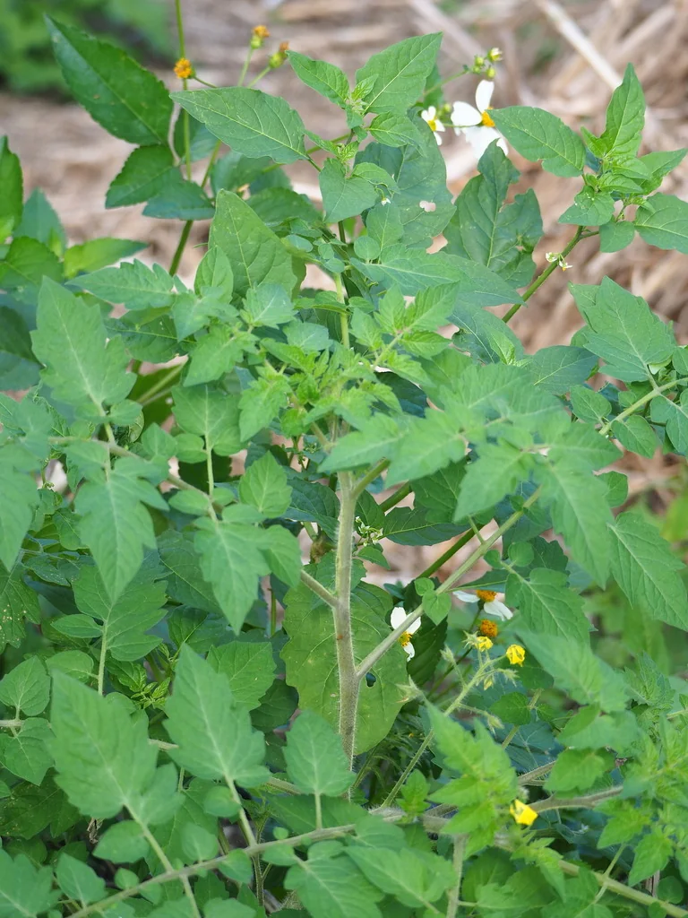 Solanum Lycopersicum Var. Cerasiforme