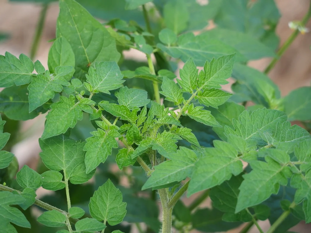 Solanum Lycopersicum Var. Cerasiforme