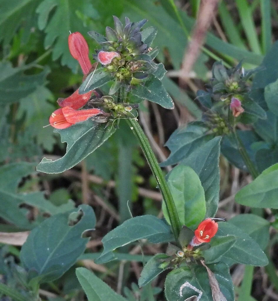 Dicliptera Suberecta