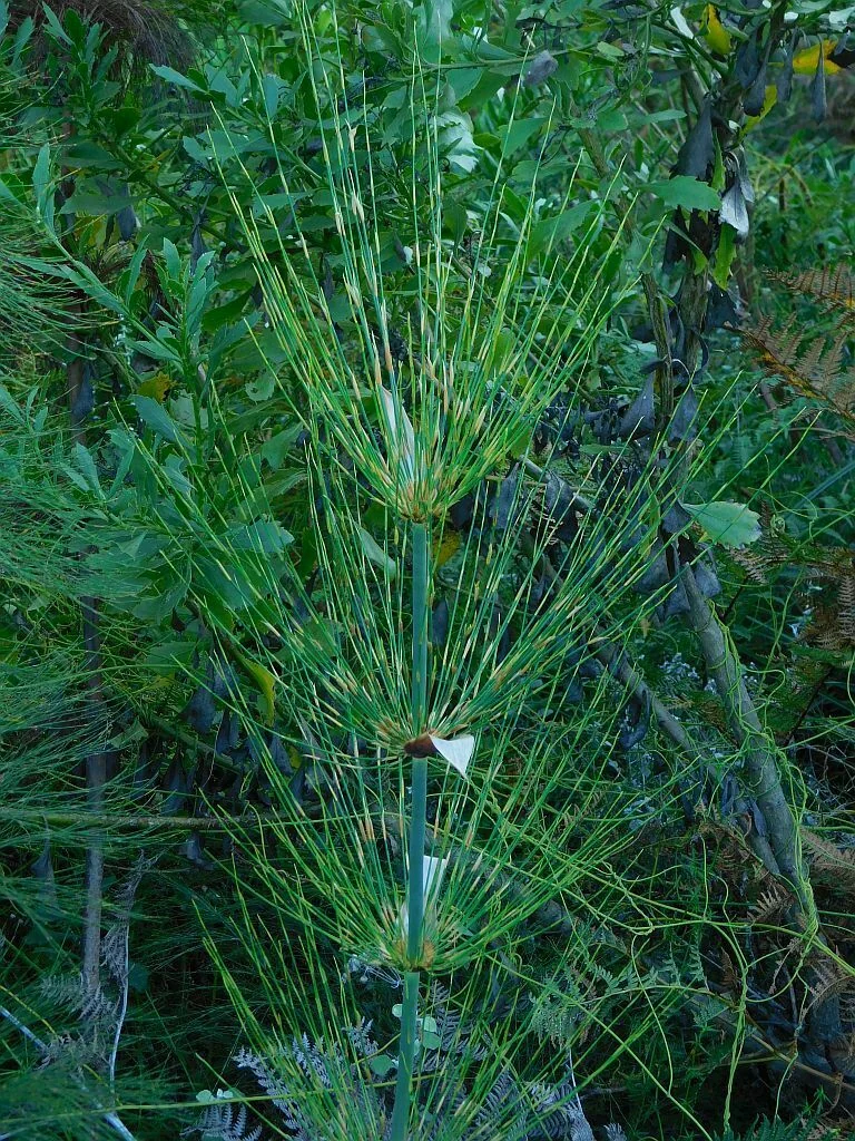 Elegia Capensis