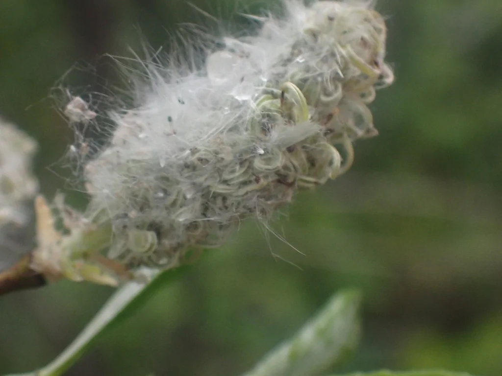 Salix Scouleriana