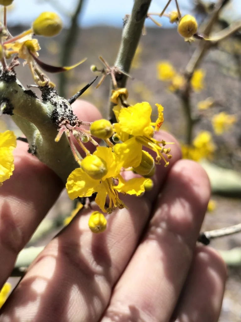Parkinsonia Praecox