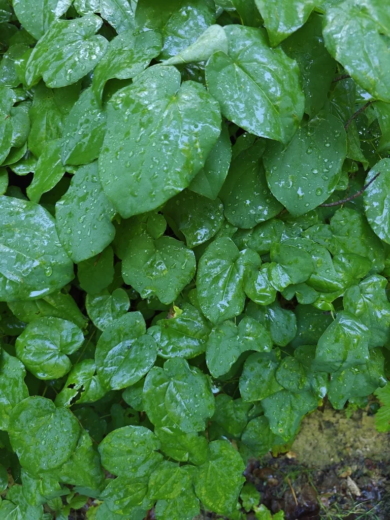 Epimedium Alpinum