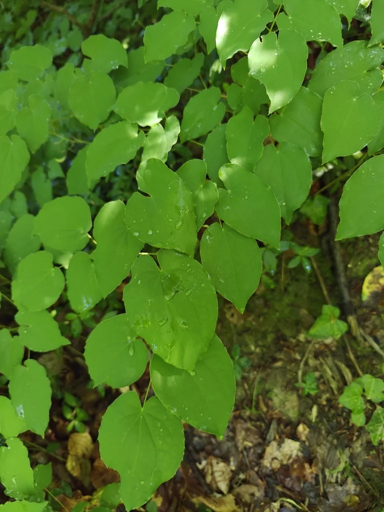 Epimedium Alpinum