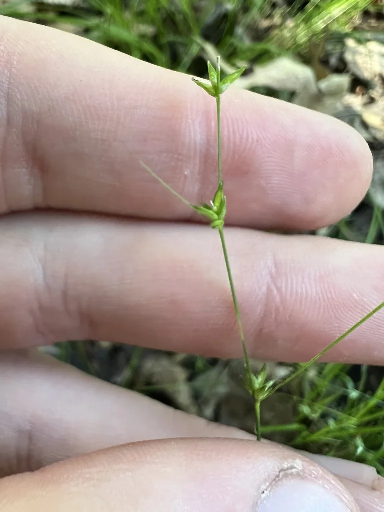 Carex Radiata