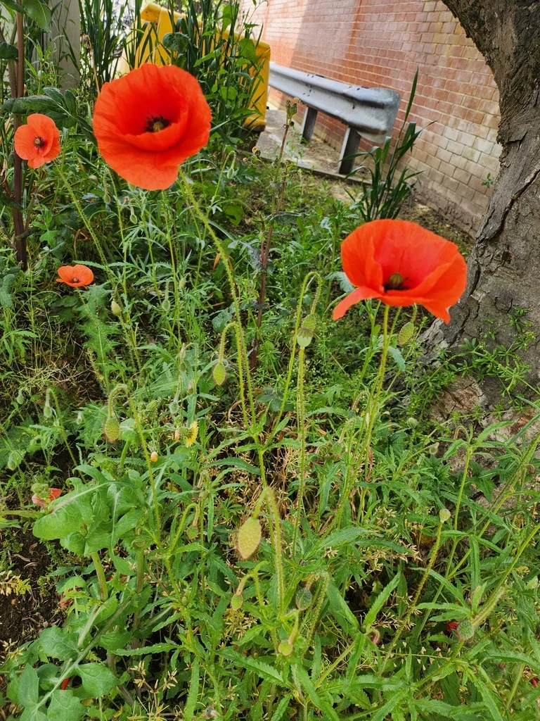 Papaver Orientale