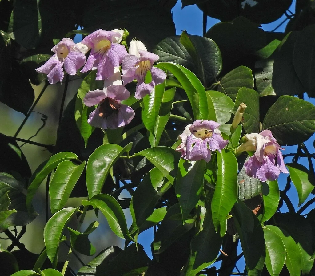 Clytostoma Callistegioides