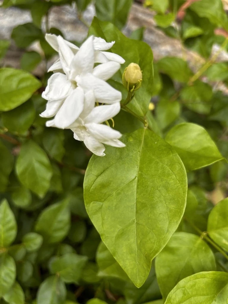 Jasminum sambac