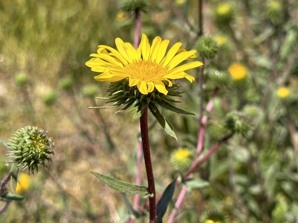 Grindelia Hirsutula