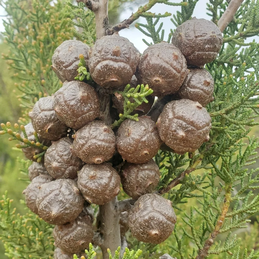 Hesperocyparis Forbesii