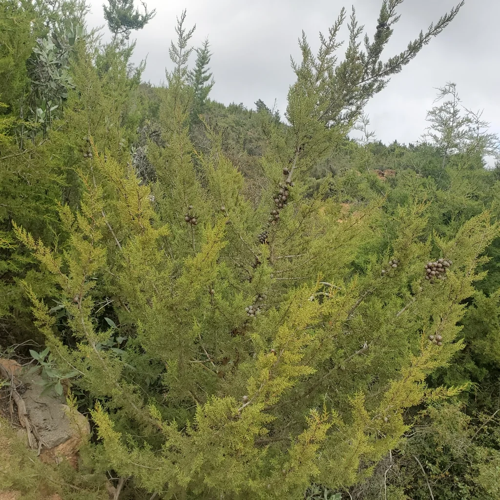 Hesperocyparis Forbesii