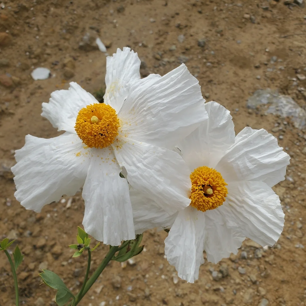 Romneya Coulteri